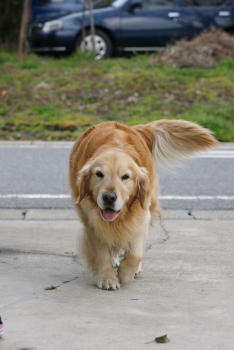 ラッシュです！