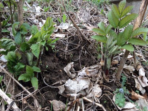 駒ヶ根 伊那谷暮らし〈4月8日〜18日〉