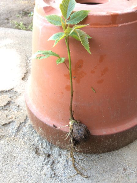 伊那谷暮らし  日々のこと  Vol. 3