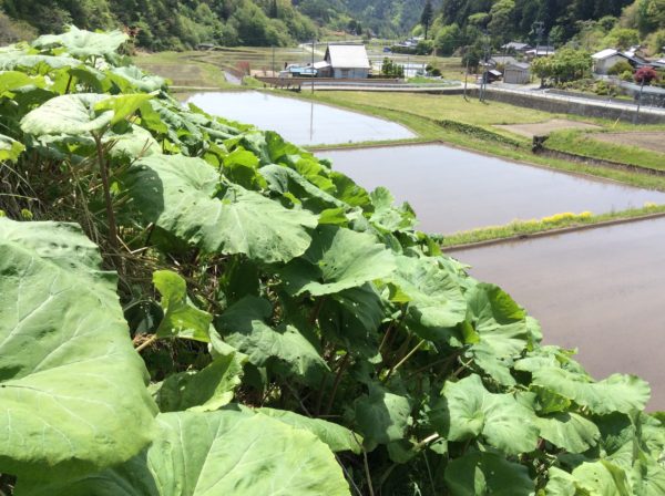 伊那谷暮らし  日々のこと  Vol. 2