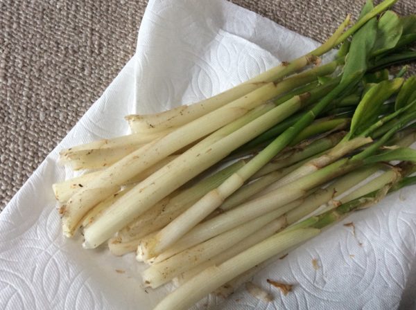 伊那谷暮らし  日々のこと  Vol.4